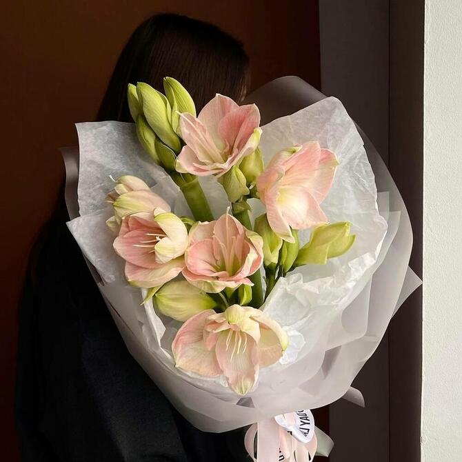 Амариллисы PINK 5шт