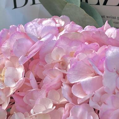 Монобукет из розовой гортензии с эвкалиптом