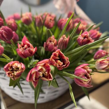 101 Пионовидный тюльпан «Columbus» в корзине 