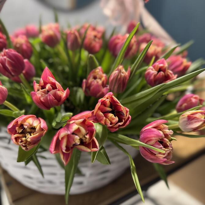 101 Пионовидный тюльпан «Columbus» в корзине 